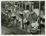 Borden - Cows - In cages