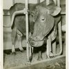 Borden - Cows - Drinking