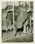 Borden - Cows - Drinking