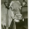 Borden - Cows - Close-up of head