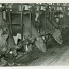 Borden - Cows - Eating