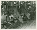 Borden - Cows - Eating