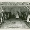 Borden - Cows - In stable