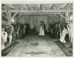 Borden - Cows - In stable