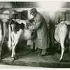 Borden - Cows - Veterinarian examination
