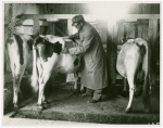 Borden - Cows - Veterinarian examination