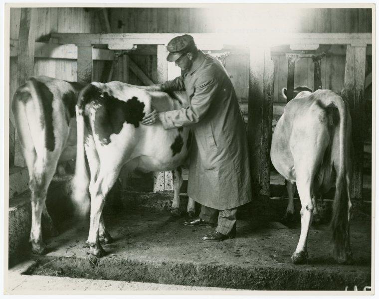 Borden Cows Veterinarian examination NYPL Digital Collections