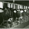 Borden - Cows - Three cows