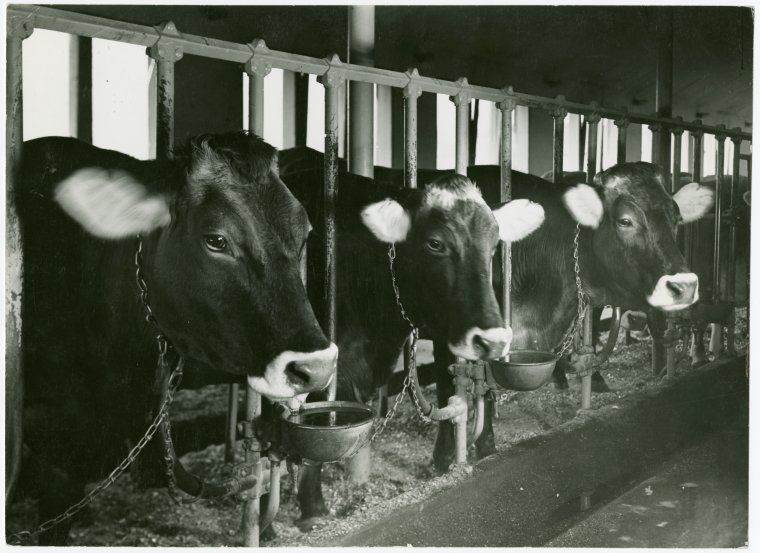 Borden Cows Three cows NYPL Digital Collections