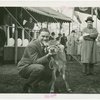Borden - Cows - Man and calf