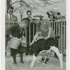 Borden - Cows - Children and calf