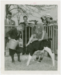Borden - Cows - Children and calf