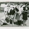Borden - Cows - Marking cow
