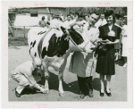 Borden - Cows - Marking cow