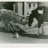 Borden - Cows - Cow and horse