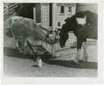 Borden - Cows - Cow and horse