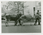 Borden - Cows - Two men with two cows