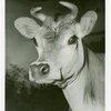 Borden - Cows - Elsie - Close-up