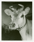 Borden - Cows - Elsie - Close-up