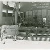 Borden - Cows - Elsie - At Rotolactor