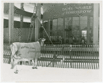 Borden - Cows - Elsie - At Rotolactor
