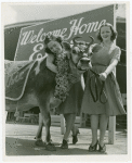Borden - Cows - Elsie - With bridesmaids