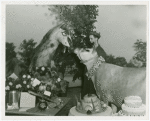Borden - Cows - Elsie - Kisses Dobbin