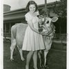 Borden - Cows - Elsie - Wearing sun stroke protector