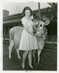 Borden - Cows - Elsie - Wearing sun stroke protector