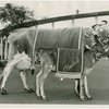 Borden - Cows - Elsie - With Beulah