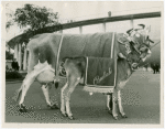 Borden - Cows - Elsie - With Beulah
