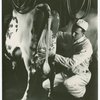 Borden - Cows - Milking - Man and cow