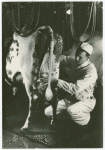 Borden - Cows - Milking - Man and cow