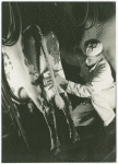 Borden - Cows - Milking - Man and cow
