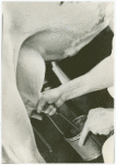 Borden - Cows - Milking - Close-up