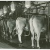 Borden - Cows - Milking - Cows on Rotolactor