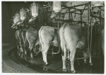 Borden - Cows - Milking - Cows on Rotolactor