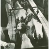 Borden - Cows - Milking - In pen