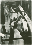 Borden - Cows - Milking - In pen