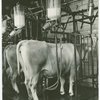 Borden - Cows - Milking - Cow being milked