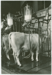 Borden - Cows - Milking - Cow being milked