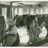 Borden - Cows - Milking - Women milking cows