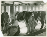 Borden - Cows - Milking - Women milking cows