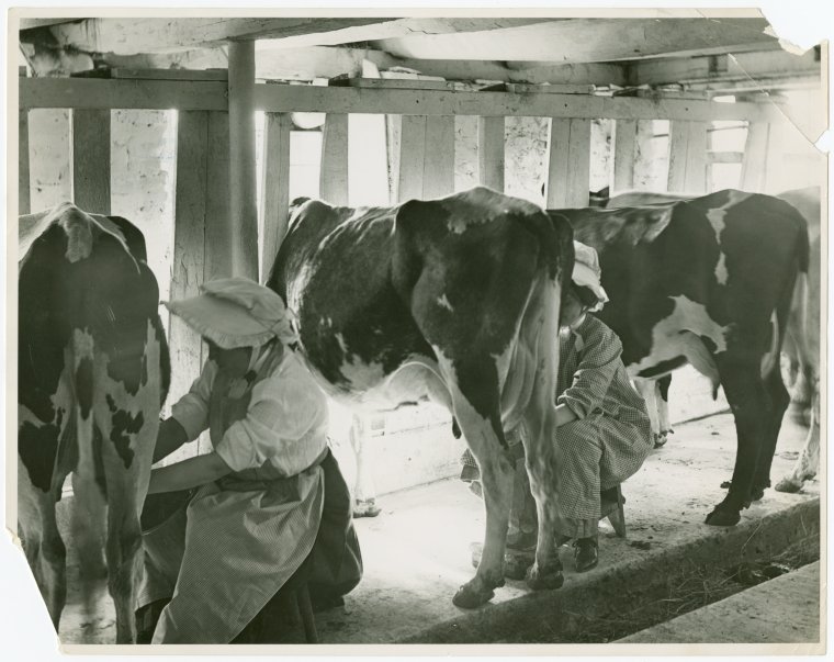 Borden Cows Milking Women milking cows NYPL Digital Collections