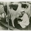 Borden - Cows - Milking - Man milking cow
