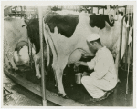 Borden - Cows - Milking - Man milking cow