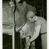 Borden - Cows - Milking - Man washing cow