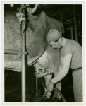 Borden - Cows - Milking - Man washing cow