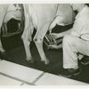 Borden - Cows - Milking - Man attaching milking device