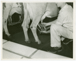 Borden - Cows - Milking - Man attaching milking device